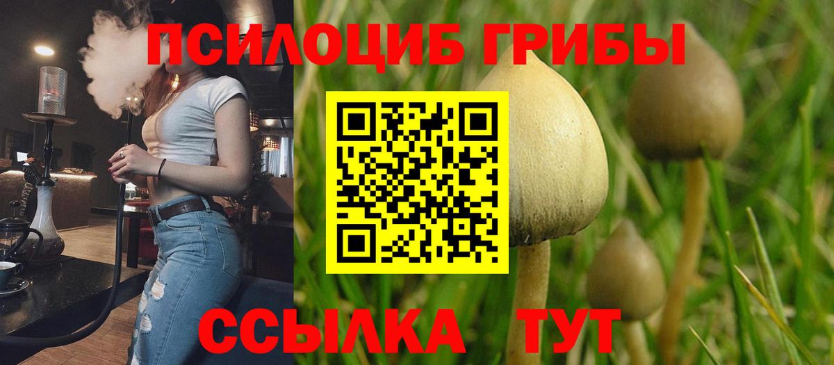Ртищево  Псилоцибиновые грибы Magic Shrooms  даркнет сайт  Вход с VPN 